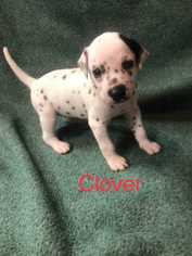 Dalmatian Dogs for adoption in Glen Haven, WI, USA