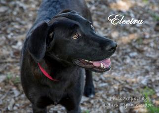 Medium Photo #1 Labrador Retriever Puppy For Sale in Clovis, CA, USA