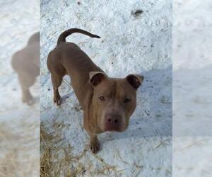 Staffordshire Bull Terrier-Unknown Mix Dogs for adoption in Saginaw, MI, USA