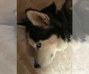Siberian Husky Dogs for adoption in westminster, CO, USA