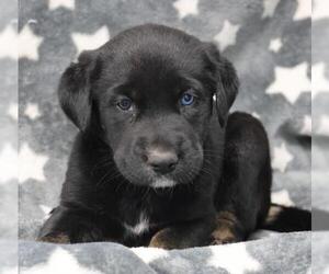 Mutt Dogs for adoption in Thief River Falls, MN, USA