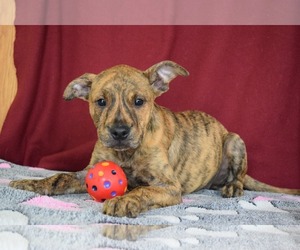 Mastiff Dogs for adoption in Ponca City, OK, USA
