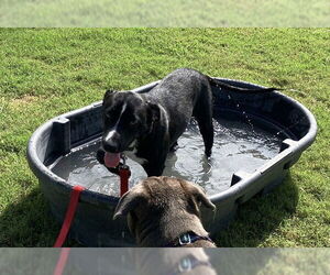 Labrador Retriever-Unknown Mix Dogs for adoption in Corpus Christi, TX, USA