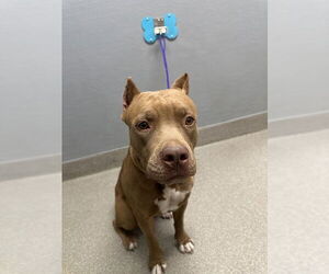 American Pit Bull Terrier-Unknown Mix Dogs for adoption in Las Vegas, NV, USA