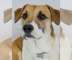 Basset Hound-Unknown Mix Dogs for adoption in Kennesaw, GA, USA