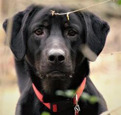 Shepweiller Dogs for adoption in Little Rock, AR, USA