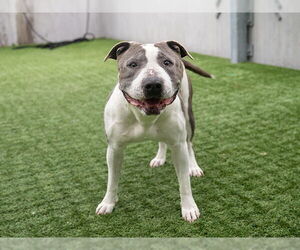 American Pit Bull Terrier Dogs for adoption in Pasadena, CA, USA