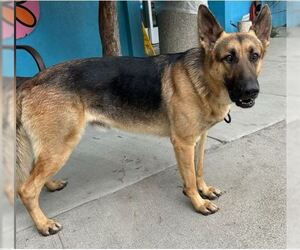 German Shepherd Dog Dogs for adoption in Pasadena, CA, USA