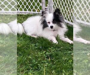 Pomeranian Dogs for adoption in Newaygo, MI, USA