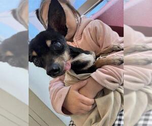 Chihuahua-Unknown Mix Dogs for adoption in San Antonio, TX, USA