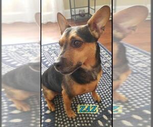 Miniature Pinscher Dogs for adoption in Batavia, OH, USA