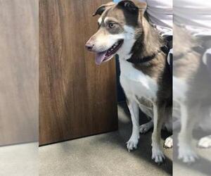 Labsky Dogs for adoption in Houston, TX, USA