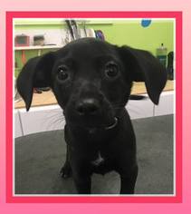 Mutt Dogs for adoption in Healdsburg, CA, USA