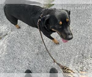 Labrador Retriever-Unknown Mix Dogs for adoption in Ocala, FL, USA