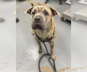 Chinese Shar-Pei-Unknown Mix Dogs for adoption in Peoria, IL, USA
