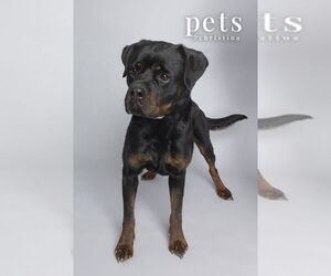 Rottweiler Dogs for adoption in Foristell, MO, USA