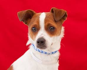 Jack Chi Dogs for adoption in Pasadena, CA, USA