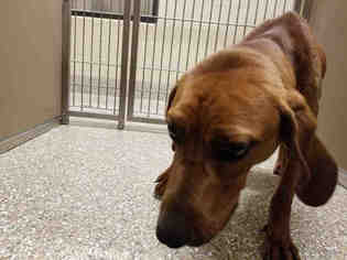 Medium Photo #1 Redbone Coonhound Puppy For Sale in Waynesville, NC, USA