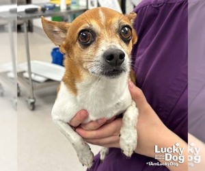 Chihuahua-Unknown Mix Dogs for adoption in Washington, DC, USA