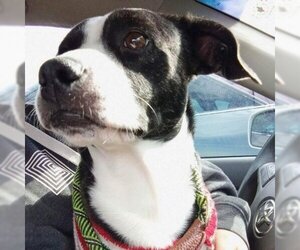 Boston Terrier Dogs for adoption in Spring, TX, USA