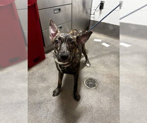 Plott Hound Dogs for adoption in Forestville, MD, USA