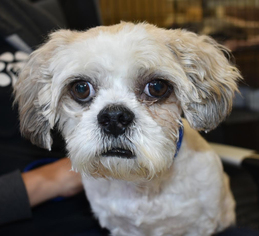 Shih Tzu Dogs for adoption in Royse City, TX, USA