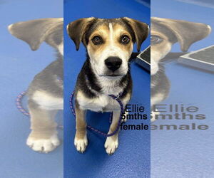 Beagle-Unknown Mix Dogs for adoption in Woodbury, NY, USA