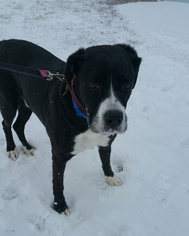 Pointer-Unknown Mix Dogs for adoption in Colfax, IL, USA