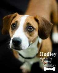 Medium Photo #1 Basset Hound-Unknown Mix Puppy For Sale in Kennesaw, GA, USA