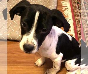 Labrador Retriever-Unknown Mix Dogs for adoption in Yardley, PA, USA