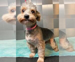 Silky Terrier Dogs for adoption in Pawtucket, RI, USA