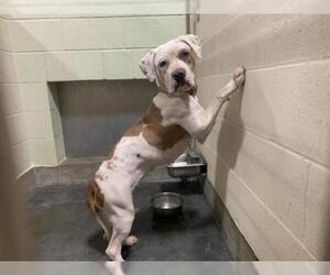 Bullboxer Pit Dogs for adoption in Upland, CA, USA