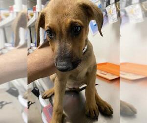 Chihuahua Dogs for adoption in Bakersfield, CA, USA