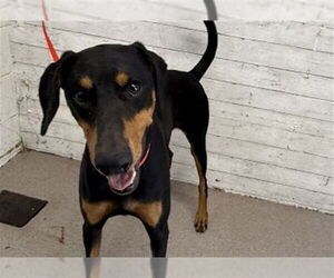 Doberman Pinscher Dogs for adoption in San Bernardino, CA, USA