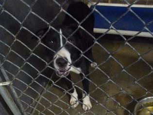 American Pit Bull Terrier Dogs for adoption in Pierceton , IN, USA