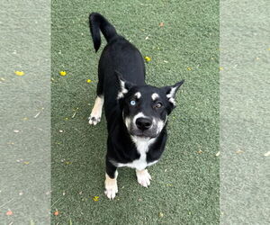 Huskies -Labrador Retriever Mix Dogs for adoption in Phoenix, AZ, USA