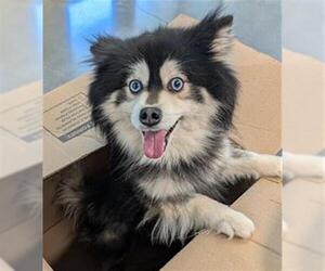 Pomsky Dogs for adoption in San Martin, CA, USA