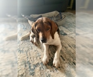 Beagle Dogs for adoption in Mount Airy, NC, USA