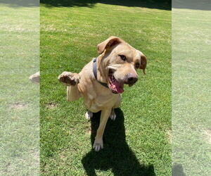 American Pit Bull Terrier-Labrador Retriever Mix Dogs for adoption in Chandler, AZ, USA