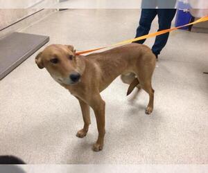 German Shepherd Dog Dogs for adoption in Riverside, CA, USA