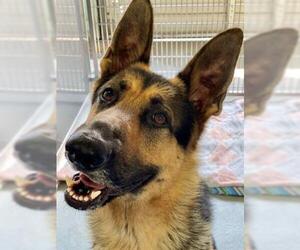 German Shepherd Dog Dogs for adoption in Norfolk, VA, USA
