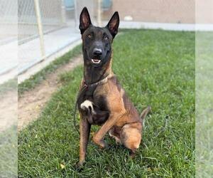 Mutt Dogs for adoption in Modesto, CA, USA
