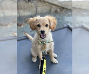 Chi-Poo (Miniature) Dogs for adoption in Oakley , CA, USA