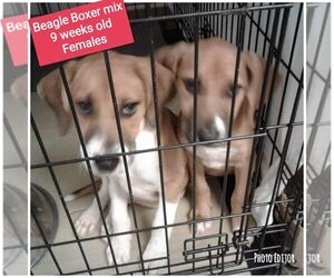 Bogle Dogs for adoption in Newport, KY, USA