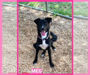Border Collie-Unknown Mix Dogs for adoption in Granbury, TX, USA