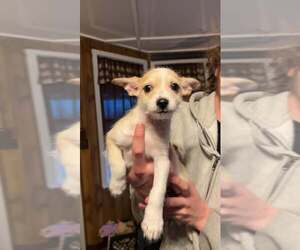 Chihuahua Dogs for adoption in Mechanicsburg, PA, USA