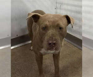 Mutt Dogs for adoption in San Bernardino, CA, USA