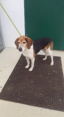 Coonhound Dogs for adoption in Mt. Gilead, OH, USA