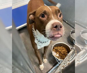 American Pit Bull Terrier-Unknown Mix Dogs for adoption in Tavares, FL, USA