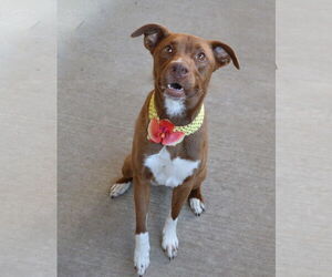 Border Collie-Unknown Mix Dogs for adoption in McKinney, TX, USA